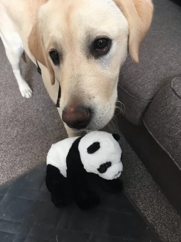 Panda, courtesy of a job with Surrey Translation Bureau