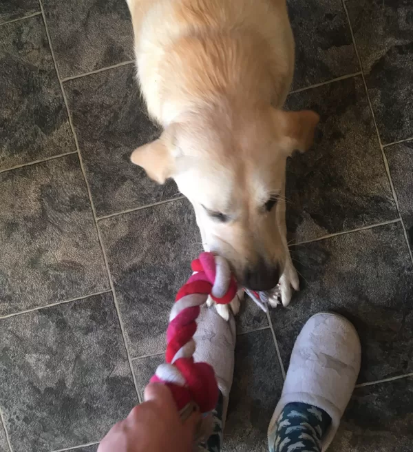 Tug of war rope, courtesy of a job with Gustav