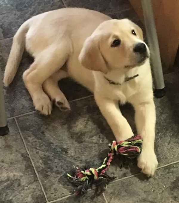 Chew rope, courtesy of a job with Strategic Agenda