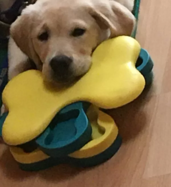 Puppy Puzzle, courtesy of a job with Take 1